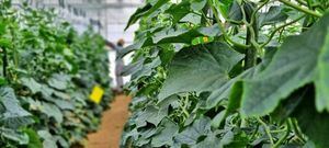 Cajamar activa la financiación para agricultores de cultivos intensivos bajo plástico de Almería