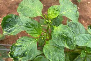 Almería combate oficialmente la plaga del trips en sus invernaderos