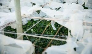 Ayudas de 55 millones para agricultores almerienses afectados por desastres naturales