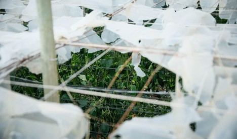 Ayudas de 55 millones para agricultores almerienses afectados por desastres naturales