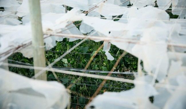 Ayudas de 55 millones para agricultores almerienses afectados por desastres naturales