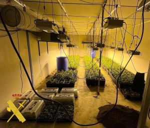 25 detenidos en un golpe al cultivo de marihuana