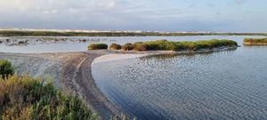 Almería creará santuarios flotantes en sus humedales para proteger la avifauna