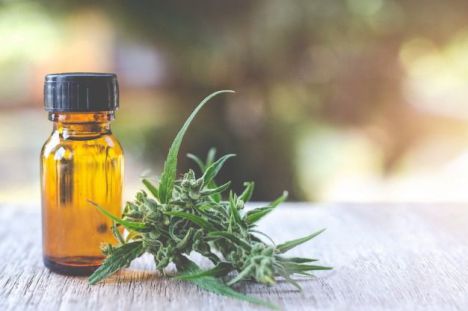 CBD: La Guía Definitiva para Entender el Cannabidiol sin Mitos ni Tabúes