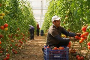 Almería lidera el despegue agroalimentario de Andalucía con un crecimiento del 20% en sus ventas exteriores