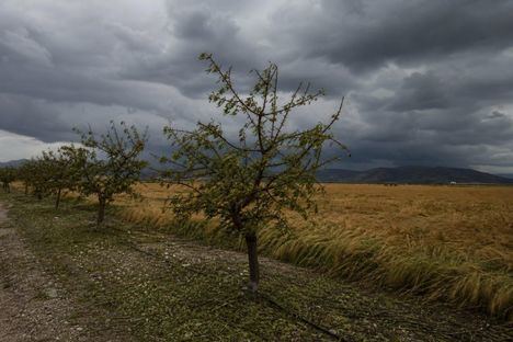 Almería sufre el azote del granizo con mil hectáreas destrozadas en Los Vélez