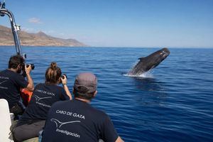 Las aguas de Almería revelan los secretos de los cetáceos más esquivos del mar de Alborán