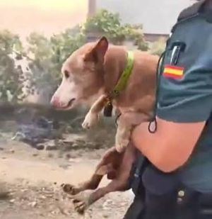 Guardia Civil controla acceso a la zona quemada y rescata mascotas
