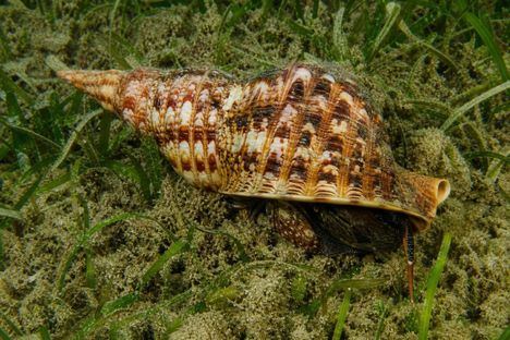 Almería suma 15 denuncias en el mapa autonómico del marisqueo furtivo