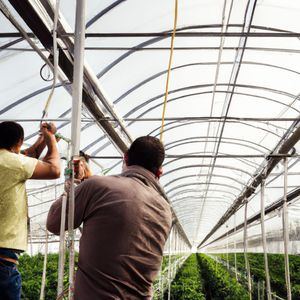 El 43% de los afiliados a la Seguridad Social en el sector agrario son extranjeros