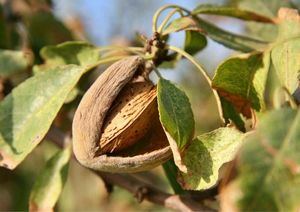 Inyección de diez millones para el almendro golpeado por las heladas en Almería