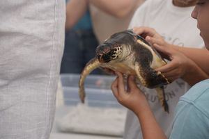 Andalucía libera 35 tortugas bobas tras su recuperación en 2026