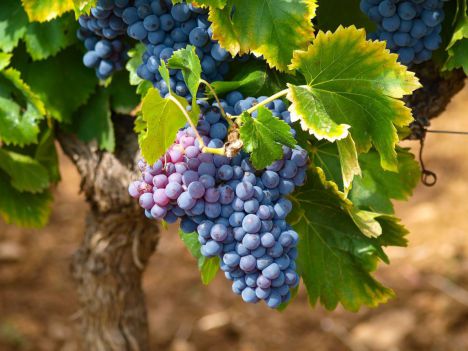Flexibilizan las licencias de viñedo de Almería frente a las crisis del mercado y el clima