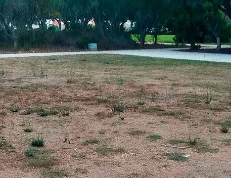 Papeleras sin vaciar y un césped que se seca en El Toyo