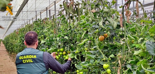 Detenido por robar al menos 150 kilos de tomate en La Mojonera y El Ejido