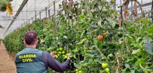 Detenido por robar al menos 150 kilos de tomate en La Mojonera y El Ejido