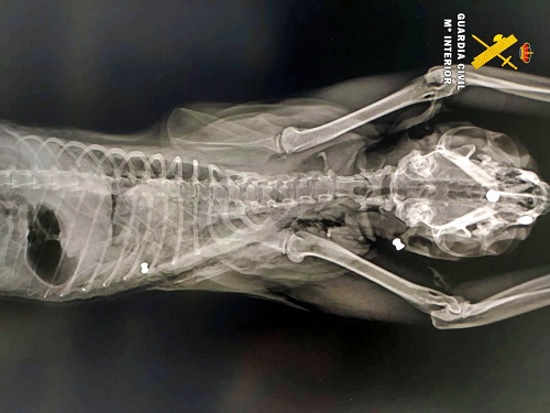 Investigan al autor de los disparos con una carabina a un gato en Almerimar