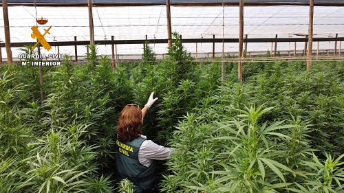 20 hectáreas invernadas de Huércal dedicadas a producir marihuana