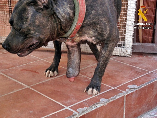 Investigado por el maltrato a un perro cojo