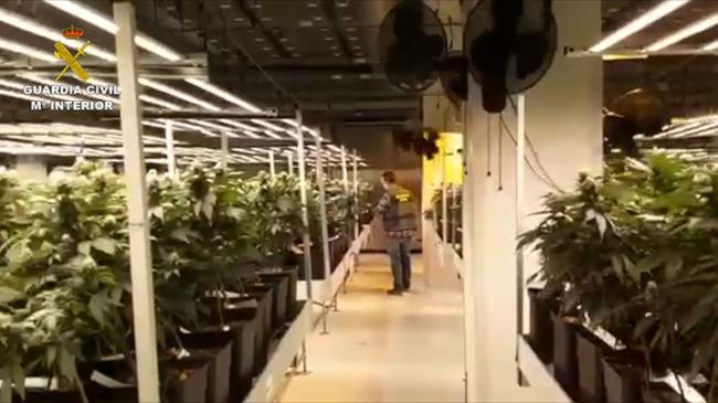 La mitad de la marihuana intervenida a una banda internacional era de Almería