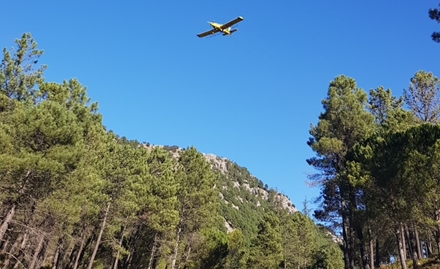 La Junta inicia tratamientos aéreos contra la procesionaria del pino