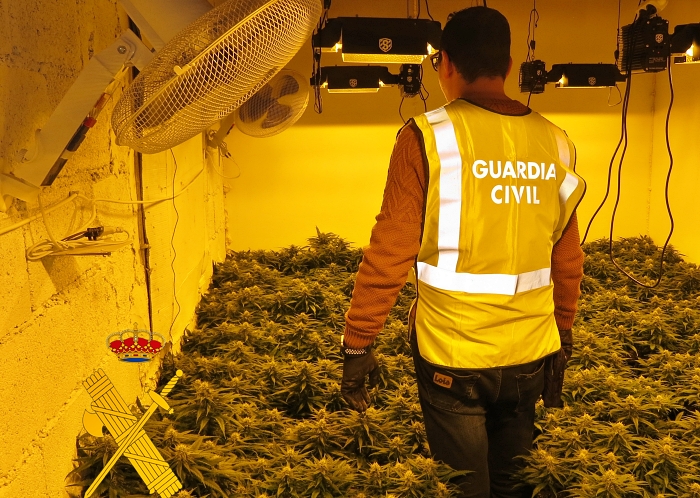 ¿Qué puede pasar si vuelves a plantar marihuana donde ya te detuvieron una vez?