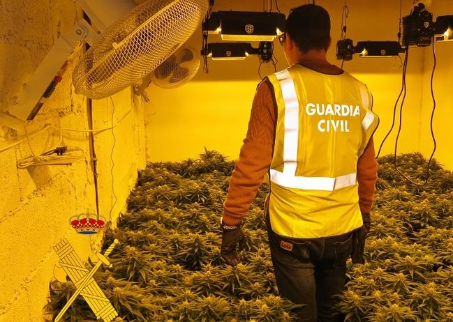 ¿Qué puede pasar si vuelves a plantar marihuana donde ya te detuvieron una vez?