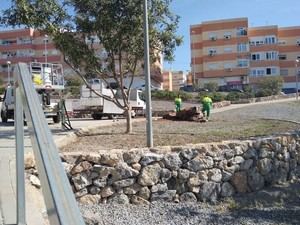 Indignación en Los Ángeles por la tala de un pimentero centenario