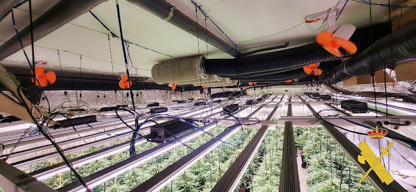 Desmantelan cultivo de marihuana con 402 plantas en Adra