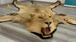 Cae en Almería una red de tráfico ilegal de especies con pieles de león y patas de elefante