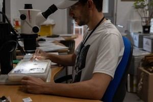 Pulpí sigue en alerta por mosquitos portadores del virus del Nilo