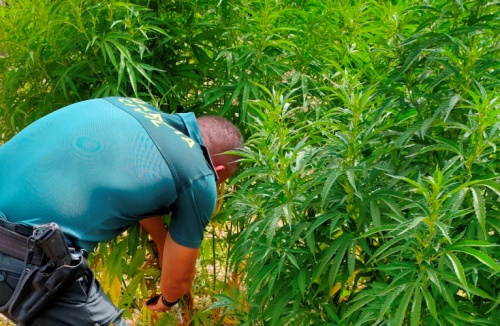 Cultivaban marihuana entre las hortalizas de un invernadero de Berja