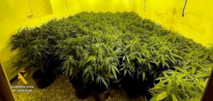 Dos detenidos y un investigado por cultivar marihuana en una vivienda de Abla
