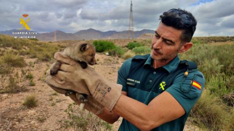 La Guardia Civil rescata a un zorro atrapado en las obras del Ave en Níjar