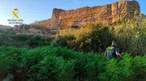Más de 2.000 plantas de marihuana intervenidas en El Ejido