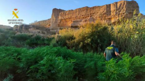 Más de 2.000 plantas de marihuana intervenidas en El Ejido