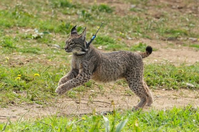 Almería colabora en la recuperación y conservación del lince ibérico