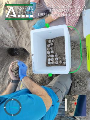 Nuevo anidamiento de tortuga boba en la playa de Mojácar