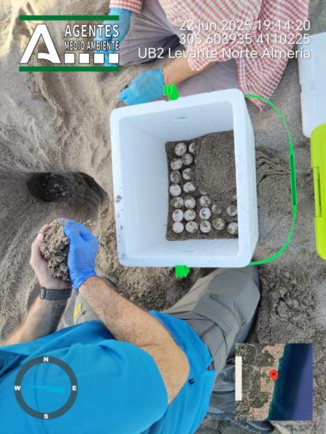 Nuevo anidamiento de tortuga boba en la playa de Mojácar