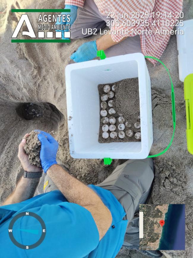 Nuevo anidamiento de tortuga boba en la playa de Mojácar