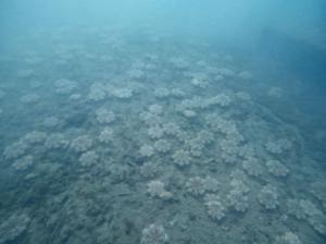 Detectan en Aguadulce una medusa del mar Rojo y el Indo-Pacífico