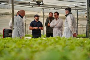 El campo de Almería da el pistoletazo de salida a la cosecha con las primeras sandías