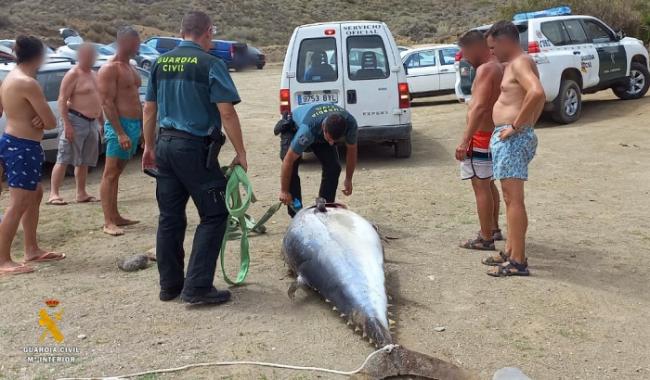 La Guardia Civil rescata un atún rojo de 150 kg en una playa de Mojacar
 
