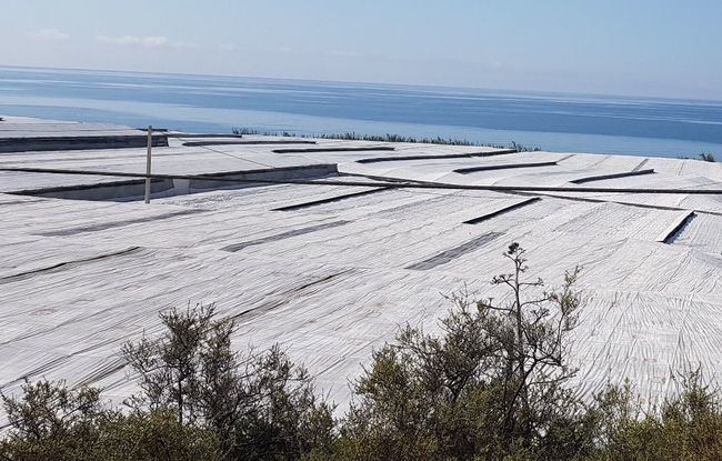 Almería es la cuarta de Andalucía en exportaciones