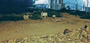 Cs Almería exige que la Ordenanza Municipal de Animales contemple el método CES