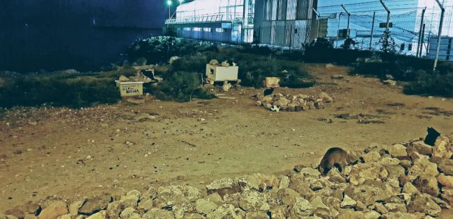 Cs Almería exige que la Ordenanza Municipal de Animales contemple el método CES
