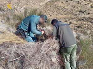 Investigado por matar un águila real en Arboleas