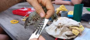 Jornada de anillamiento revela diversidad aviar en Adra