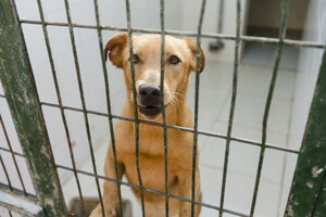 Las entradas en Protección Animal aumentan casi un 10% mensual