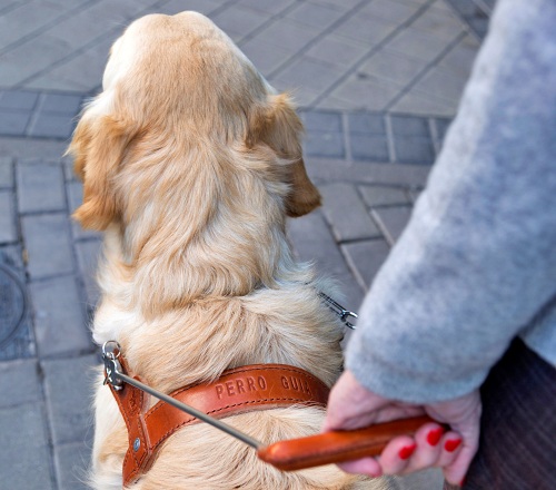 La ONCE entrega dos perros guía en Almería a pesar de la pandemia